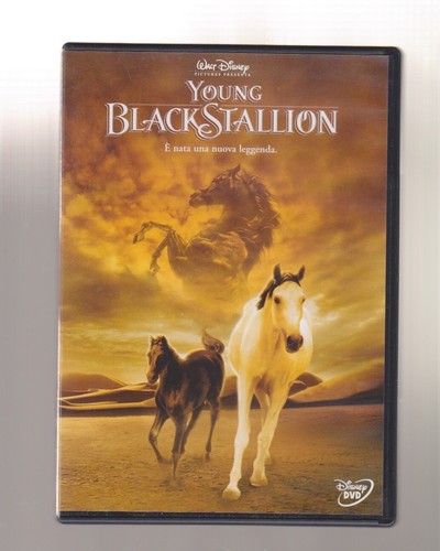 Young blavk stallion walt - young,